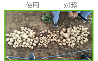 張家口張北縣白廟灘鄉(xiāng)連針溝村土豆